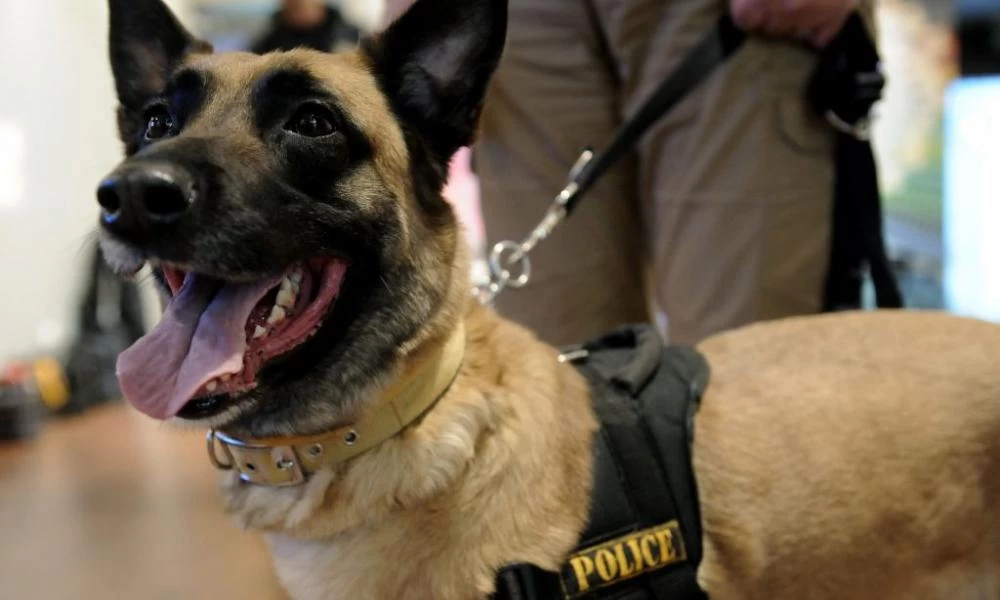 Έτσι εντοπίζουν την κοκαΐνη τα σκυλιά της Αστυνομίας - Βίντεο